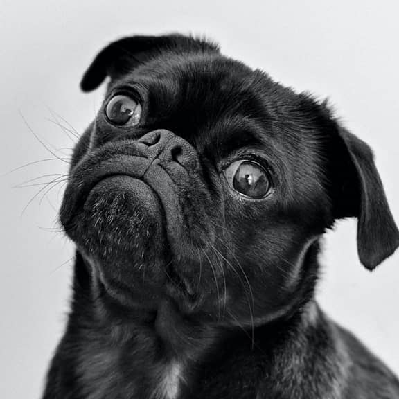 Portrait of a black pug.