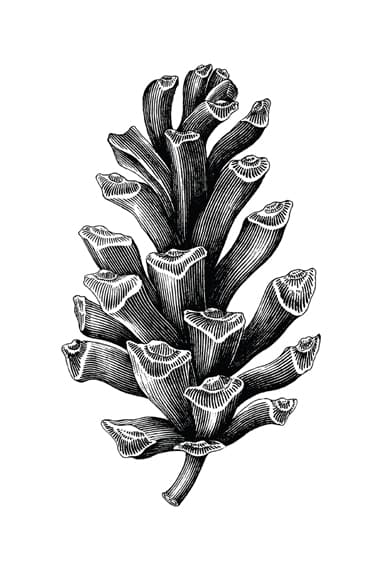 Drawing of a pine-cone.